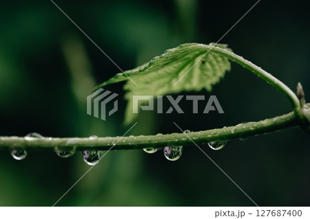 Drops on wild grapes after rain 127687400