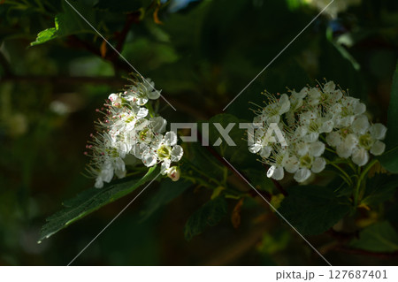 A branch of a flowering bush A branch of a flowering bush 127687401