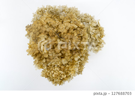 Dry Hydrangea flower blossom 127688703