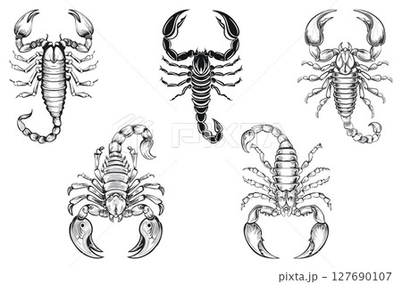 Aggressive Dangerous black and white Scorpion, Predatory animal in a danger pose, scorpion with its tail raised, showcasing its stinger, set 127690107