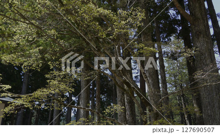 高野山(日本,自然,山,緑) 高野山(日本,自然,山,緑) 127690507