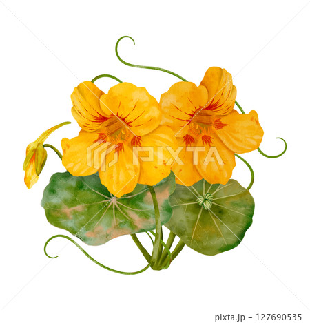 Yellow Nasturtium Flowers Surrounded by Lush Green Leaves 127690535