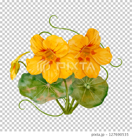 Yellow Nasturtium Flowers Surrounded by Lush Green Leaves 127690535