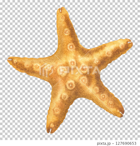Vintage starfish. Hand drawn watercolor illustration of sea star in pastel orange color on isolated background. Drawing of marine animal for design in nautical style. Underwater world. Vintage starfish. Hand drawn watercolor illustration of sea star in pastel orange color on isolated background. Drawing of marine animal for design in nautical style. Underwater world. 127690653