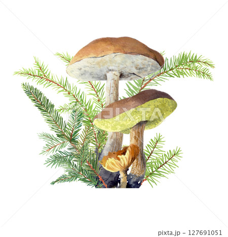 Watercolor illustration of fir branches and mushrooms. Watercolor handmade elements. For fabric, wallpaper, packing paper, greeting cards, design, decoration and illustration. Watercolor illustration of fir branches and mushrooms. Watercolor handmade elements. For fabric, wallpaper, packing paper, greeting cards, design, decoration and illustration. 127691051