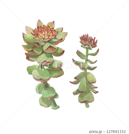 Watercolor illustration of Rhodiola rosea. Hand-drawn isolated clip-art on white background. Delicate realistic images of herbs for packaging, textiles, printing, holiday cards, wedding, menu 127691152