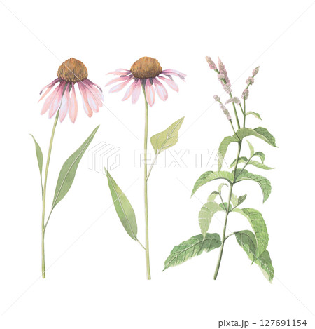 Watercolor illustration of Echinacea and mint. Hand-drawn isolated clip-art on white background. Delicate realistic images flowers of herbs for packaging, textiles, printing, holiday cards,wedding Watercolor illustration of Echinacea and mint. Hand-drawn isolated clip-art on white background. Delicate realistic images flowers of herbs for packaging, textiles, printing, holiday cards,wedding 127691154