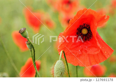 Bright red wild poppy flower head wet from rain, with blurred green field background, closeup detail 127691178