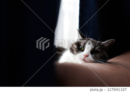 ソーファーの背に頭を乗せる猫 127691187