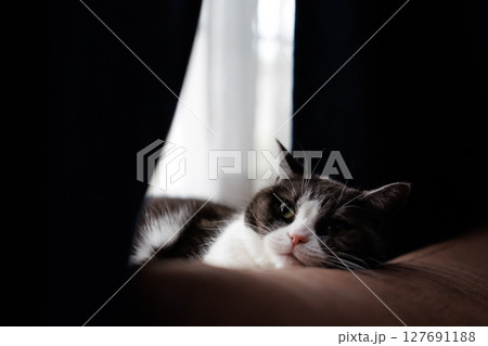 ソーファーの背に頭を乗せる猫 ソーファーの背に頭を乗せる猫 127691188