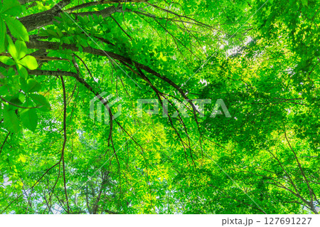 爽やかな新緑 127691227
