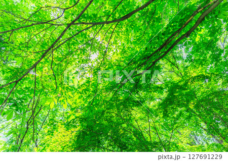 爽やかな新緑 爽やかな新緑 127691229