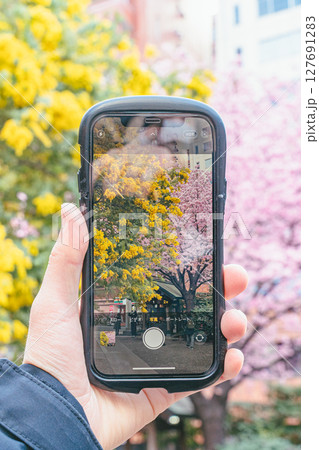 スマホ越しの蔵前神社のミモザと桜 スマホ越しの蔵前神社のミモザと桜 127691283