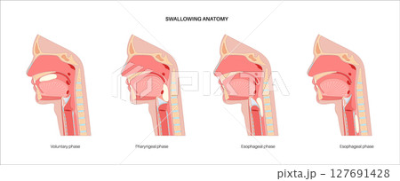 Swallowing process poster Swallowing process poster 127691428