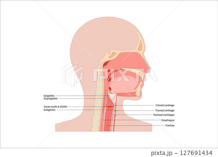 Larynx anatomy poster Larynx anatomy poster 127691434