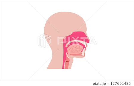 Nasal cavity anatomy 127691486