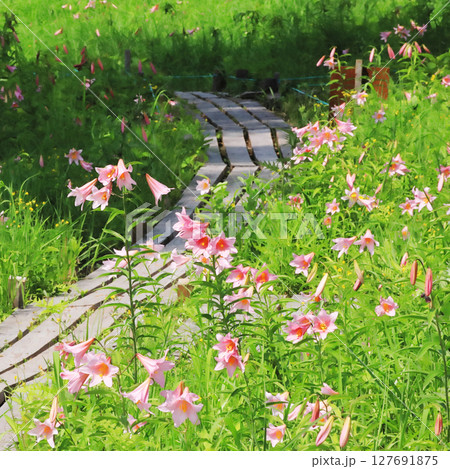 ヒメサユリの咲く風景 127691875