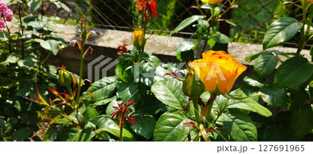 Fiery Orange Rose Blooms Brightly in a Vibrant Garden Under the Warm Sun Fiery Orange Rose Blooms Brightly in a Vibrant Garden Under the Warm Sun 127691965