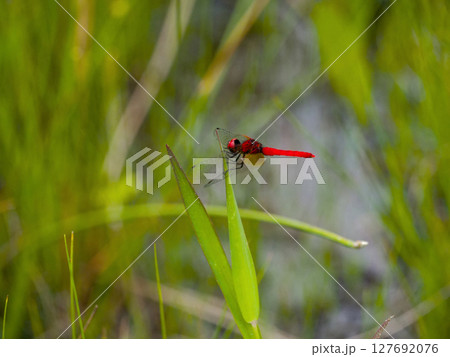 日本産トンボ最小種 トンボ科ハッチョウトンボ♂ 127692076