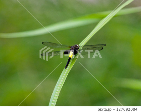 腹部の黄色いトンボ トンボ科コシアキトンボ♀ 腹部の黄色いトンボ トンボ科コシアキトンボ♀ 127692084
