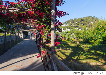 Flowered pathway along a garden in Capri Island, Italy. Flowered pathway along a garden in Capri Island, Italy. 127692124