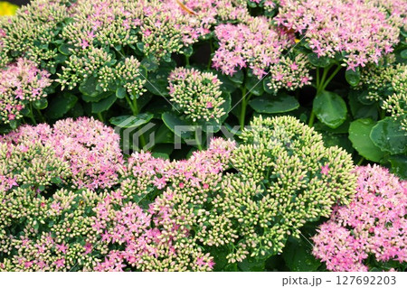 セダムのピンク色の花 セダムのピンク色の花 127692203
