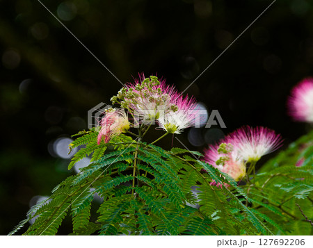 就眠運動をする植物　マメ科ネムノキ亜科ネムノキの開花 127692206