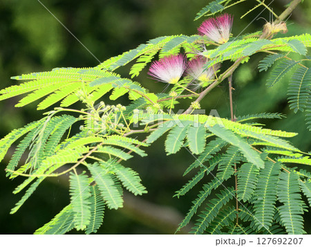 就眠運動をする植物 マメ科ネムノキ亜科ネムノキの開花 就眠運動をする植物 マメ科ネムノキ亜科ネムノキの開花 127692207