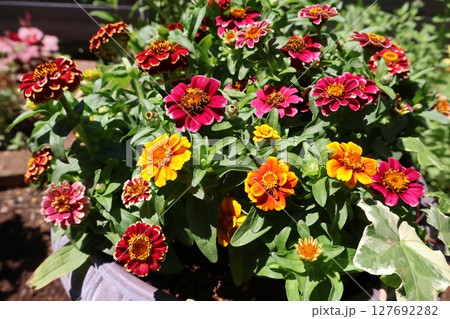 夏の花カラフルなジニア 夏の花カラフルなジニア 127692282