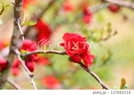 ボケの花 127692518