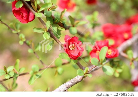 ボケの花 127692519