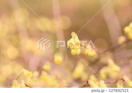 日向水木の花　満開 127692521