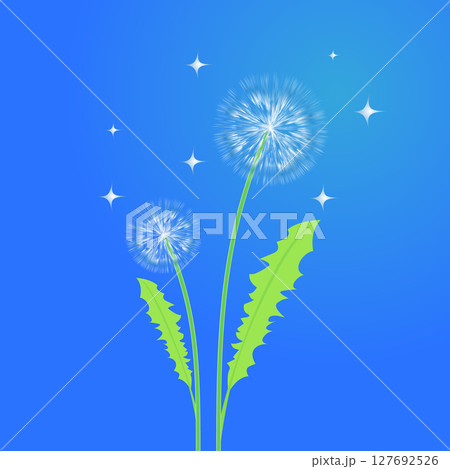 Dandelions with Green Stems and Sparkling Background in a Blue Gradient Dandelions with Green Stems and Sparkling Background in a Blue Gradient 127692526
