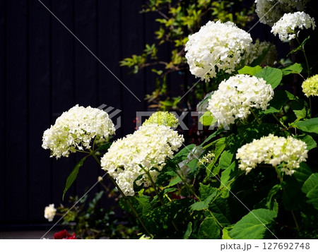 晴れた日に咲く白いアナベルの花（初夏・ガーデン） 127692748