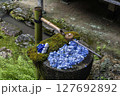 紫陽花と和の佇まい 127692892