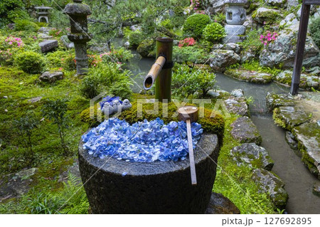 紫陽花と和の佇まい 紫陽花と和の佇まい 127692895