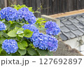 紫陽花と和の佇まい 127692897