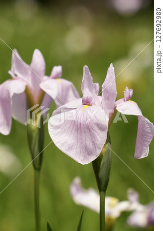 ほんのりピンク色の可愛い花菖蒲 アップ 玉ボケ背景 ほんのりピンク色の可愛い花菖蒲 アップ 玉ボケ背景 127692980