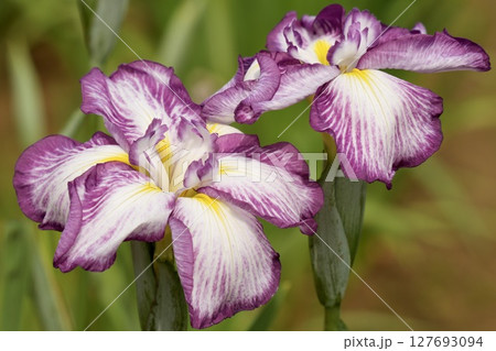 白色と紫色の花びらが美しいハナショウブ 127693094