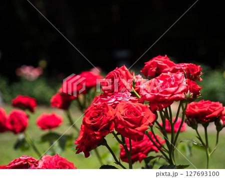 赤い薔薇 赤い薔薇 127693100