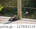 日向ぼっこ中のカモ 127693119