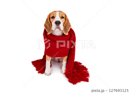 A beagle dog in a knitted red scarf on a white isolated background 127693125