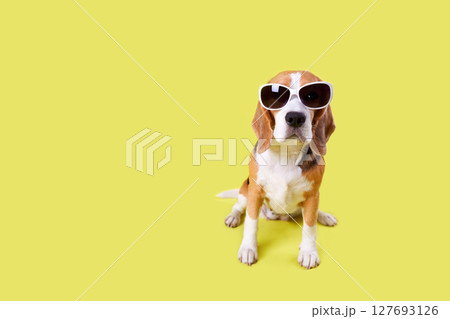 A beagle dog wearing sunglasses on a yellow isolated background. 127693126