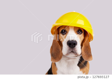 A beagle dog in a construction helmet on a grey isolated background 127693127