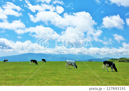 長野県　美ヶ原高原　青空の牧場風景 127693191
