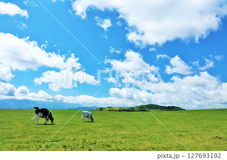 長野県　美ヶ原高原　青空の牧場風景 127693192