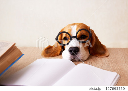 A cute beagle in glasses. The dog at the desk with books and empty copybook. The concept of education, back to school. 127693330
