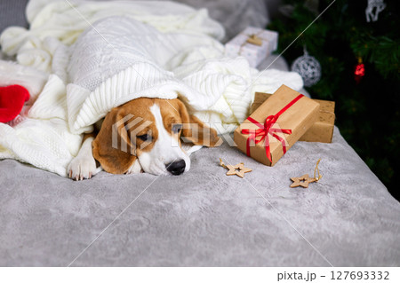 The Beagle dog is lying on the bed and sleeping under a white knitted blanket. The Beagle dog is lying on the bed and sleeping under a white knitted blanket. 127693332