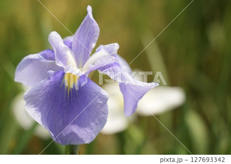 美しく咲く紫色の花  輝くハナショウブ　初夏 　 127693342