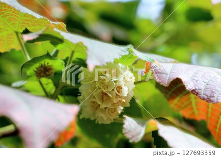 ドンベアの花 ドンベアの花 127693359